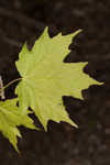 Sugar maple